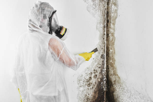 Best Crawl Space Mold Remediation in Williston, FL