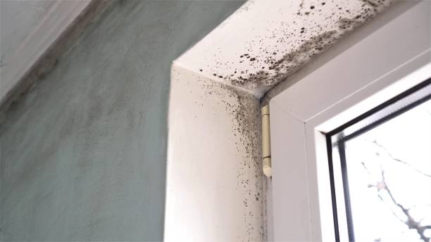 Best Attic Mold Remediation in Williston, FL