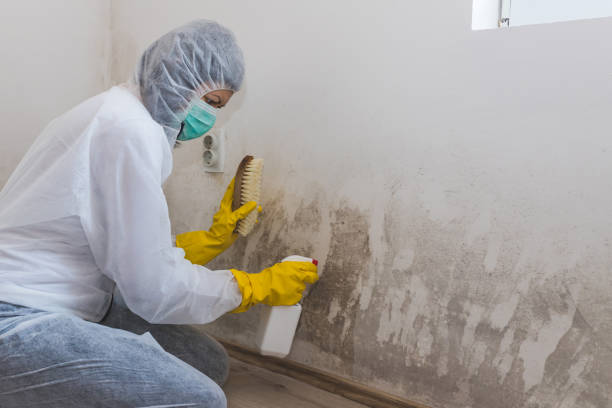 Best Kitchen Mold Remediation in Williston, FL