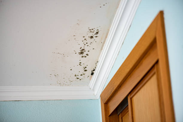 Best Bathroom Mold Remediation in Williston, FL