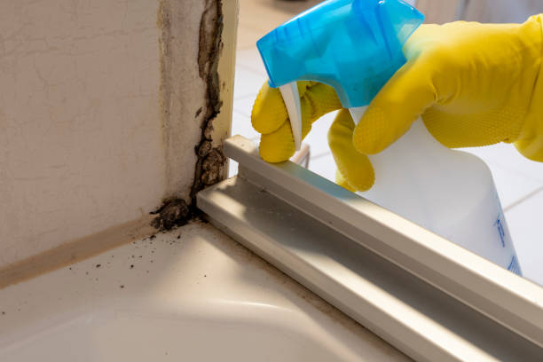 Best White Mold Remediation in Williston, FL